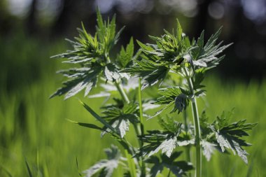 Yazın tarlada büyüyen bir çalı.