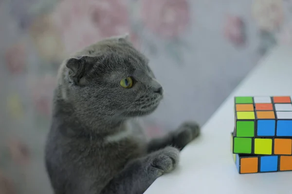 灰色の猫はおもちゃの隣のフレームに見えますルビクのキューブ — ストック写真