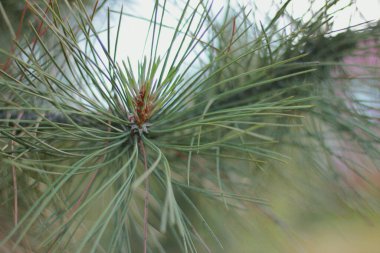 Ormanda güneşli bir yaz gününde yakın planda ağaç dalları