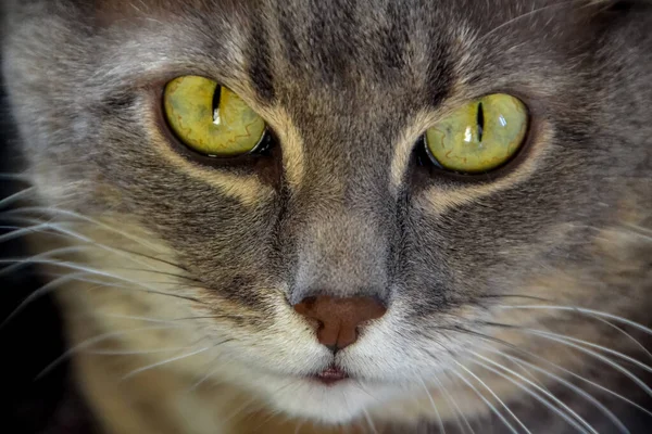 Yeşil gözlü ev kedisi, kapat.
