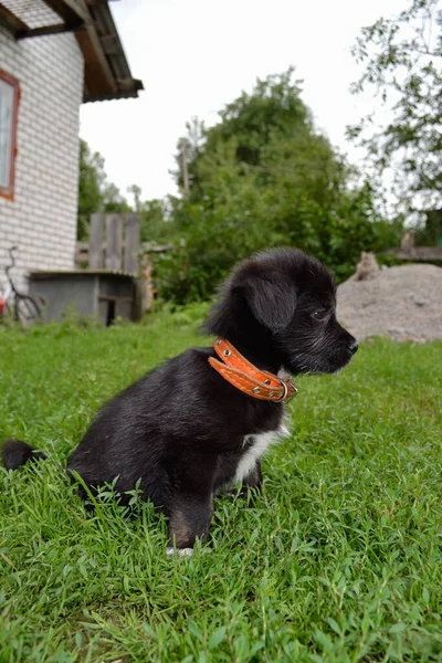 Küçük siyah bir köpek yavrusu çimlerin üzerinde oturuyor. 