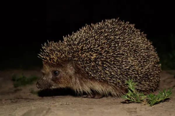Huysuz kirpi gece parkta yürüyor. 