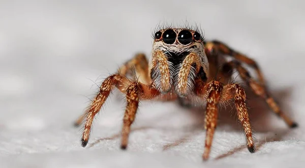 Spiders Air Breathing Arthropods Have Eight Legs Chelicerae Fangs Able — Stock Photo, Image