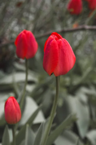 Tulipas Vermelhas Jardim — Fotografia de Stock