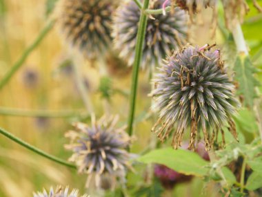 Baharda çeşitli kelebek çiçekleri
