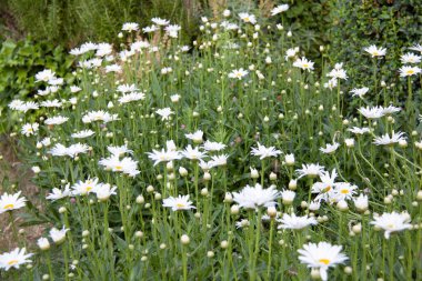 İlkbaharda papatya tarlası
