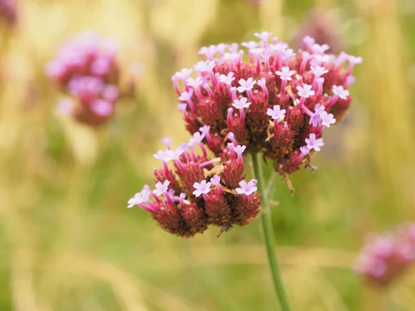 Baharda çeşitli kelebek çiçekleri