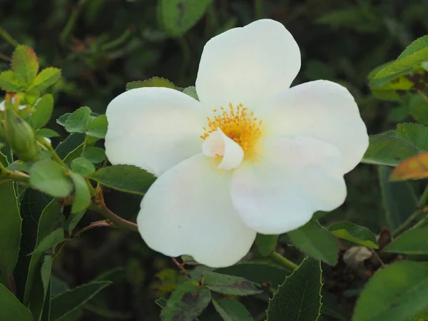 Gyönyörű Fehér Virág Magnolia Grandiflora Vagy Dél Magnolia — Stock Fotó