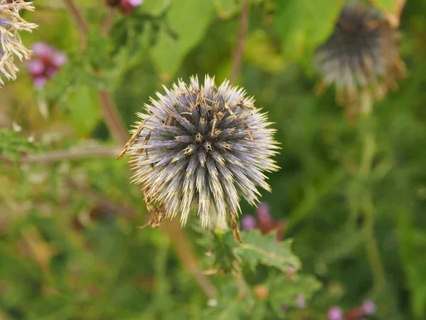 Baharda çeşitli kelebek çiçekleri