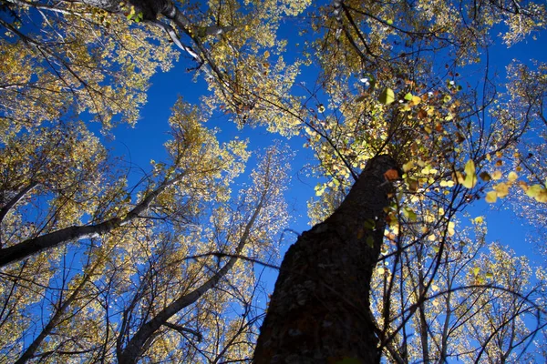 Baharda çeşitli kelebek çiçekleri
