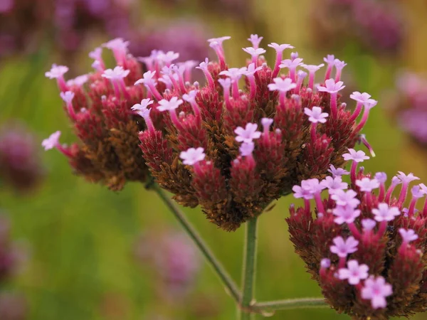 Baharda çeşitli kelebek çiçekleri