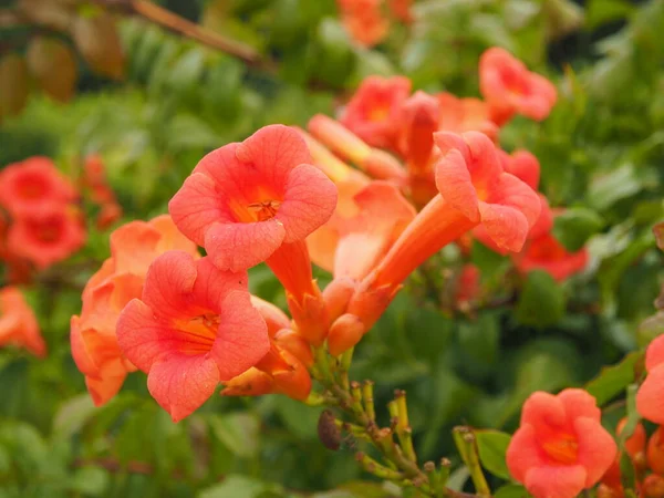 Baharda kırmızı trompet çiçeği