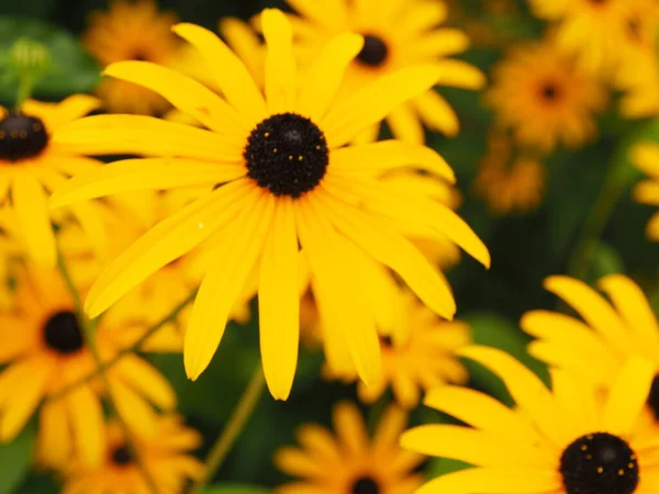 Baharda çeşitli kelebek çiçekleri