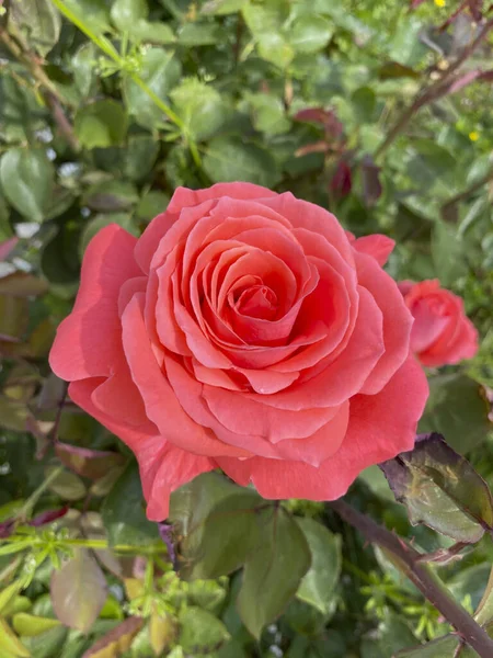 Pembe gül yapraklarını kapatın.