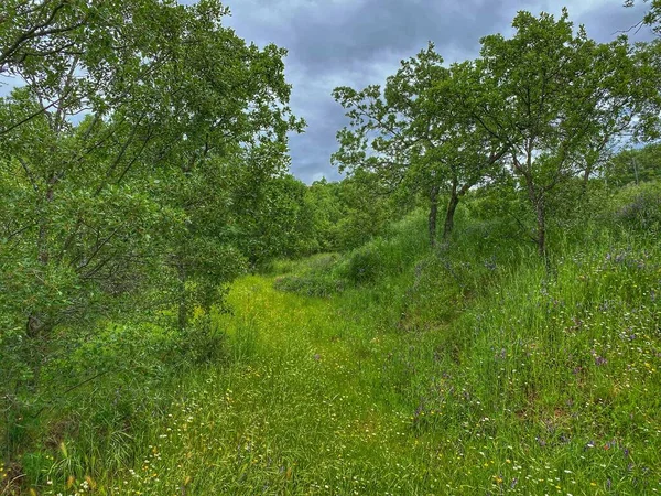 Bahar çiçekleri ve mükemmel gökyüzü.