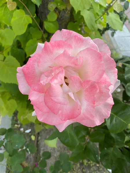 Close Pink Rose Petals — Stock Photo, Image