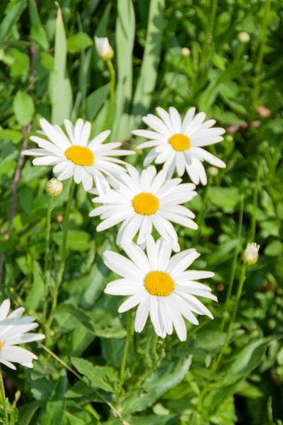 Baharda çeşitli kelebek çiçekleri