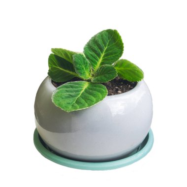 Begonya tenceresi pencere çiçeğini izole et yeşil beyaz