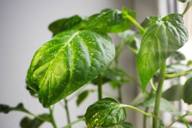 Kapsiyum tohumları çömlek içinde bir pencerenin üzerinde