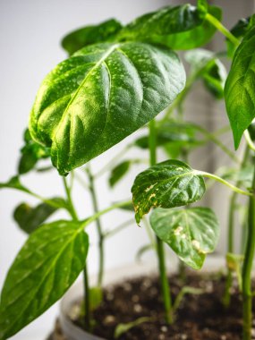 Kapsiyum tohumları çömlek içinde bir pencerenin üzerinde