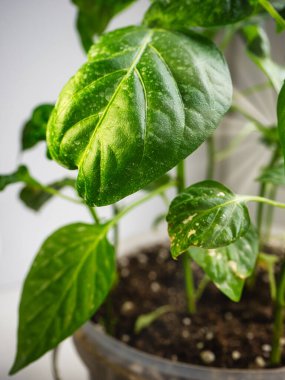 Kapsiyum tohumları çömlek içinde bir pencerenin üzerinde