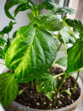 Kapsiyum tohumları çömlek içinde bir pencerenin üzerinde