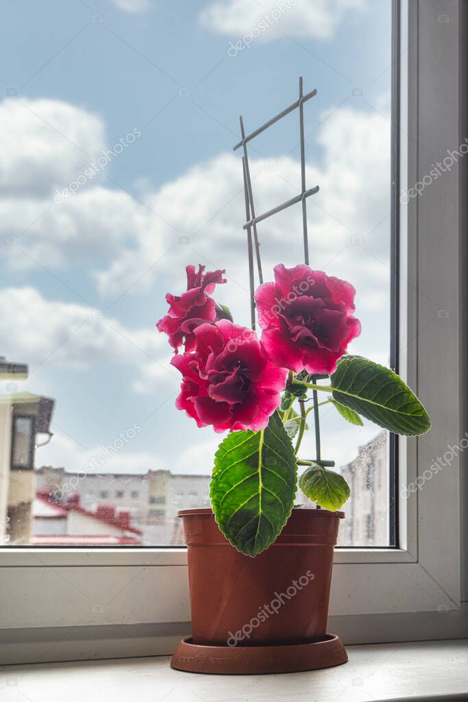 red gloxinia in a pot on a window