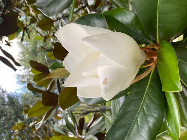 Magnolie Weiße Blume Baum — Stockfoto