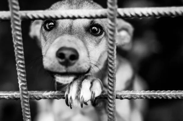 Barınaktaki bir köpeğin siyah beyaz fotoğrafı.
