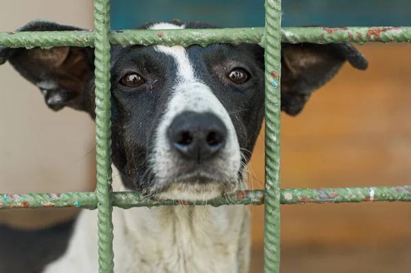 Köpek barınağı. Kafeste oturan bir köpeğin üzgün bakışları.