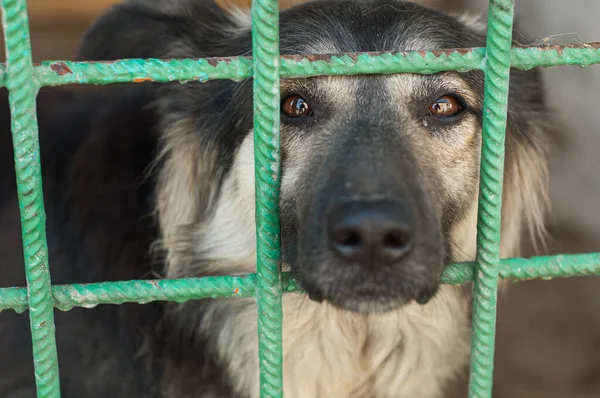 Köpek barınağı. Kafeste oturan bir köpeğin üzgün bakışları.