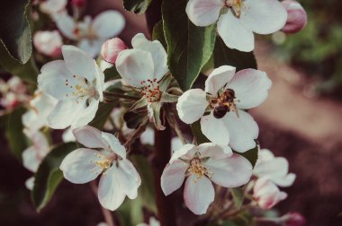 Bir arı çiçekli bir elma ağacına yakın oturur. Haziranda çiçek açan elma ağacı
