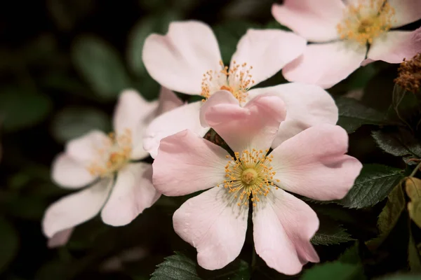 Yeşil yapraklı bir arka planda gül çiçeği (Rosa)