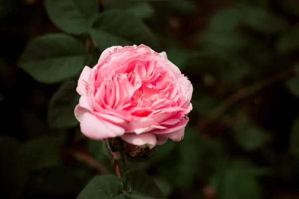 Çin gülü (Rosa odorata) yakın çekim