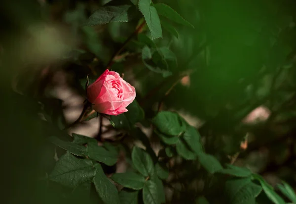 Çin gülü (Rosa odorata) yakın çekim