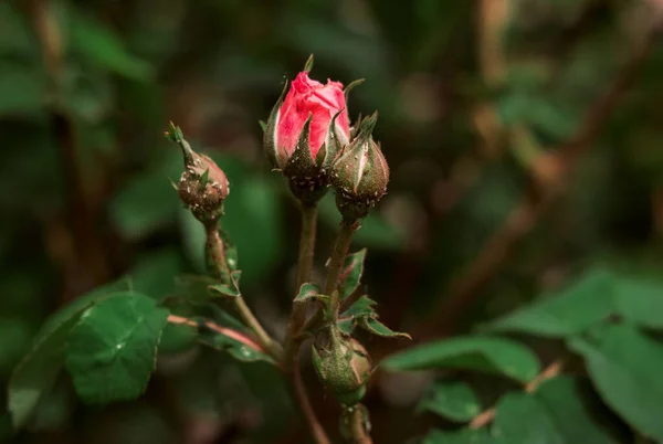 Çin 'in açılmamış tomurcuğu gül (Rosa odorata) yakın çekim