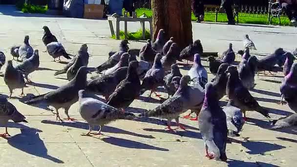 Parktaki güvercinler — Stok video