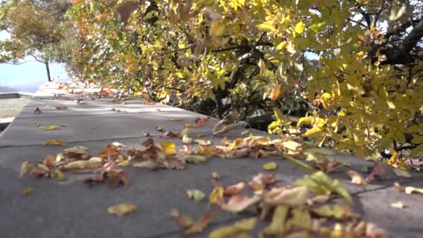 Herfst en bos, kleurrijke bomen en bladeren, waterval — Stockvideo