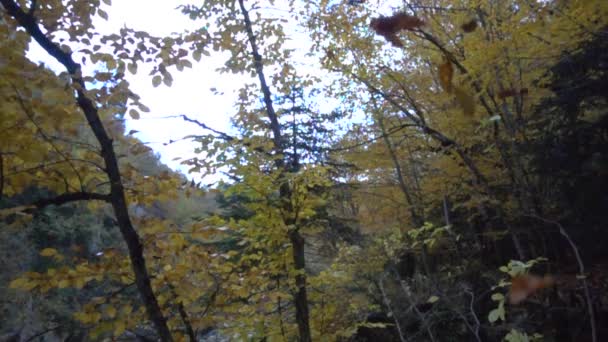Höst och skog, färgglada träd och blad, vattenfall — Stockvideo