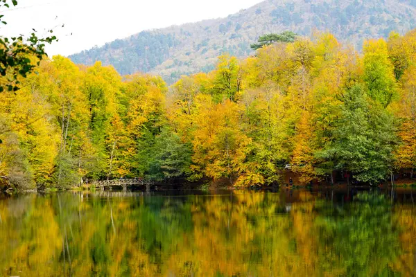 Осінь, ліс, барвисті листя і водоспад, струмок, вид на озеро — стокове фото