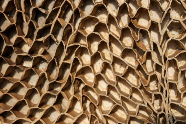 Eski ahşap duvar dokusu, arkaplan