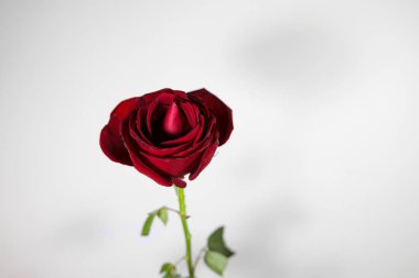 Beyaz arka plan ile izole kırmızı gül