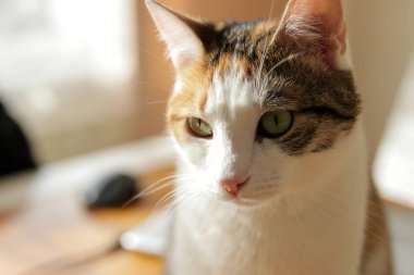 Tatlı kedi, yellowe ve beyaz