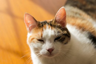 Tatlı kedi, yellowe ve beyaz