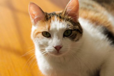 Tatlı kedi, yellowe ve beyaz