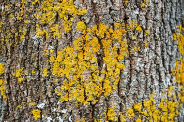 Ağaç kabuğu arka plan soyut