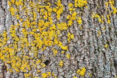 Ağaç kabuğu arka plan soyut