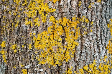 Ağaç kabuğu arka plan soyut