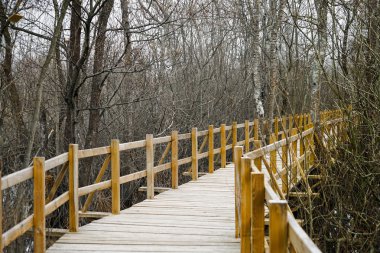 Ahşap yürüyüş yolu ormandaki