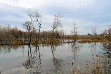 Nehir ve orman Manzaralı